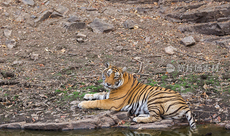 孟加拉虎，Ranthambore -印度